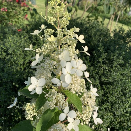 Hydrangea paniculata 'Tardiva' - Aedhortensia 'Tardiva' C10/10L